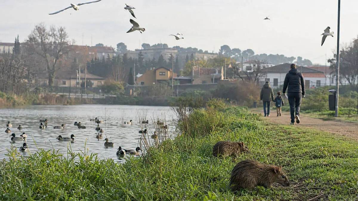 Scientific editorial illustration of an interface between a wild ecosystem and an inhabited area, with birds, rodents and people