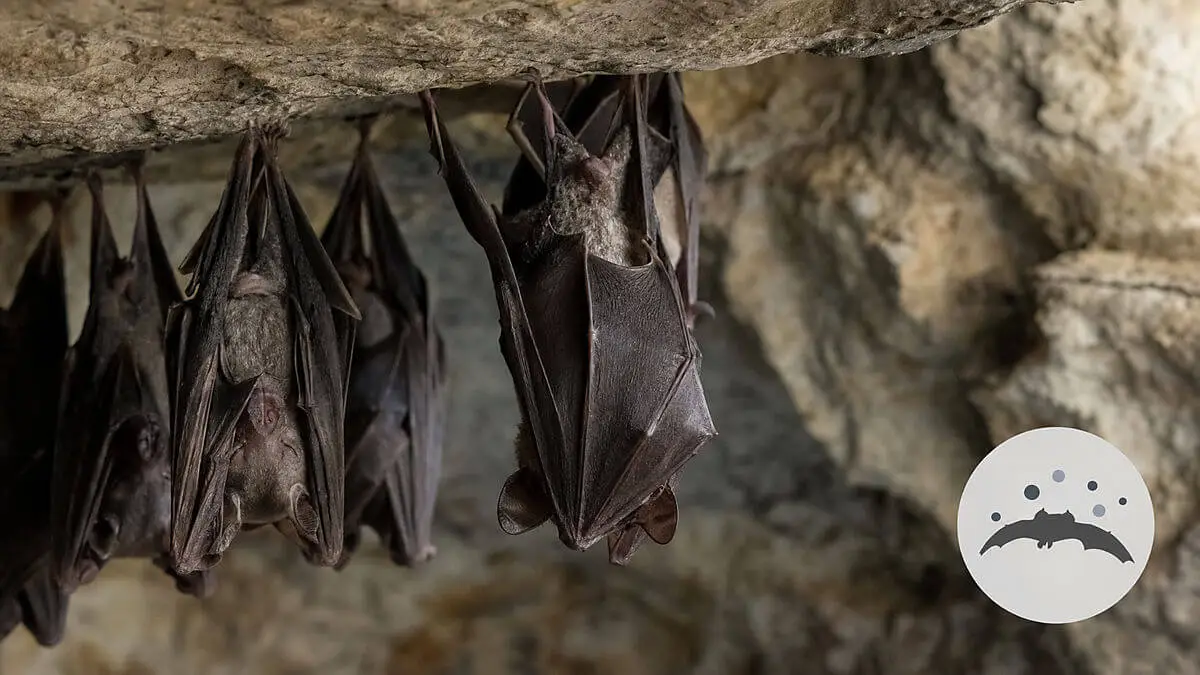 Scientific editorial illustration of several bats in their natural refuge, without a threatening appearance, with a small outline 