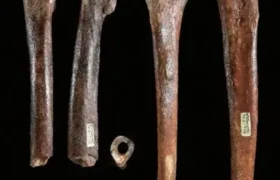 Two fossils found in Taiwan show that some Denisovans were exceptionally robust