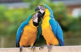 Parrots Could Use Names to Address People and Other Animals