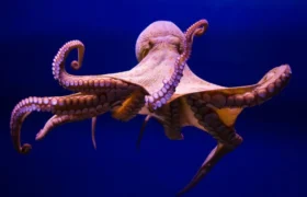 Do octopus arms have their own “brain”?