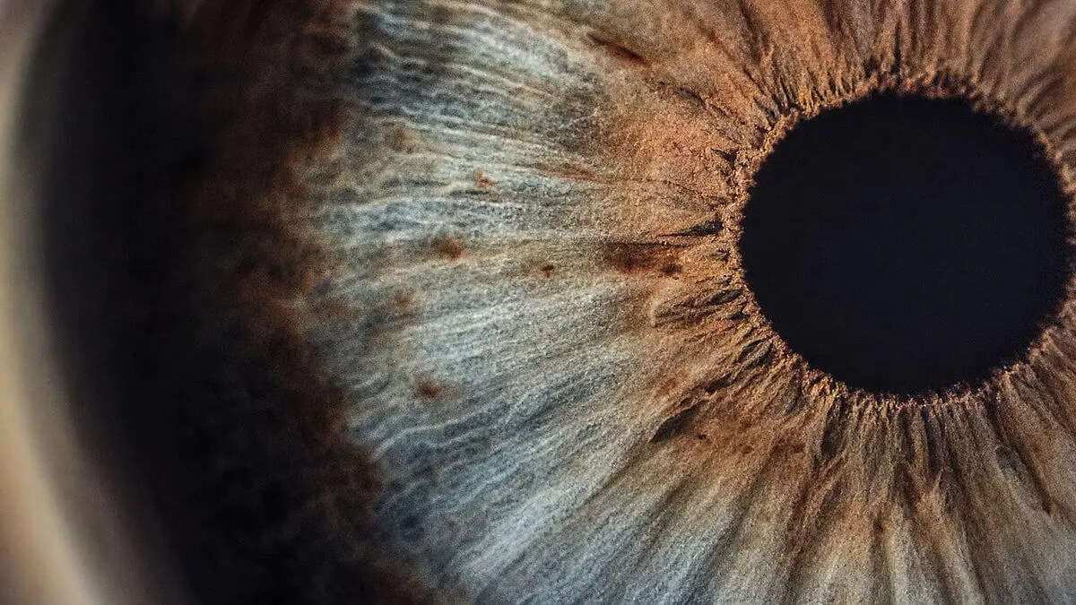 Microscopic close-up of iris tissue with layered melanin gradients; composition in sections, depth of field