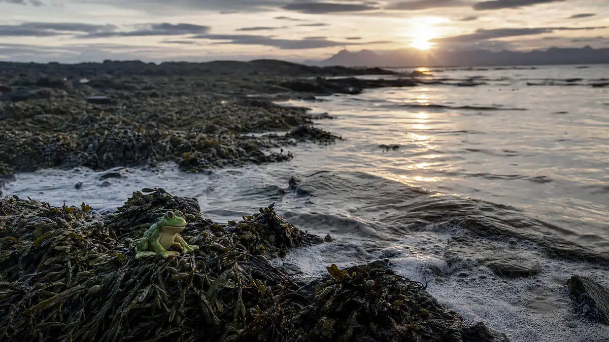 Remote beach in Scotland at sunset, a single frog toy among seaweed on the wet shore, fine foam, photo style