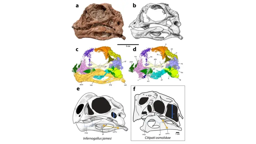 CT scans allowed researchers to digitally reconstruct pieces of the skull and better understand its anatomy